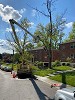 Cincinnati Tree Removal